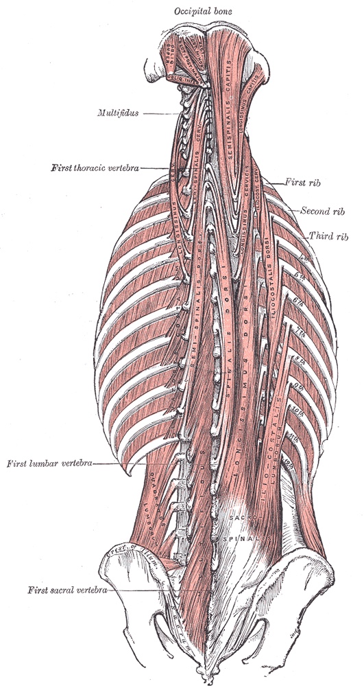 Clinical Relevance of Coccyx Pain