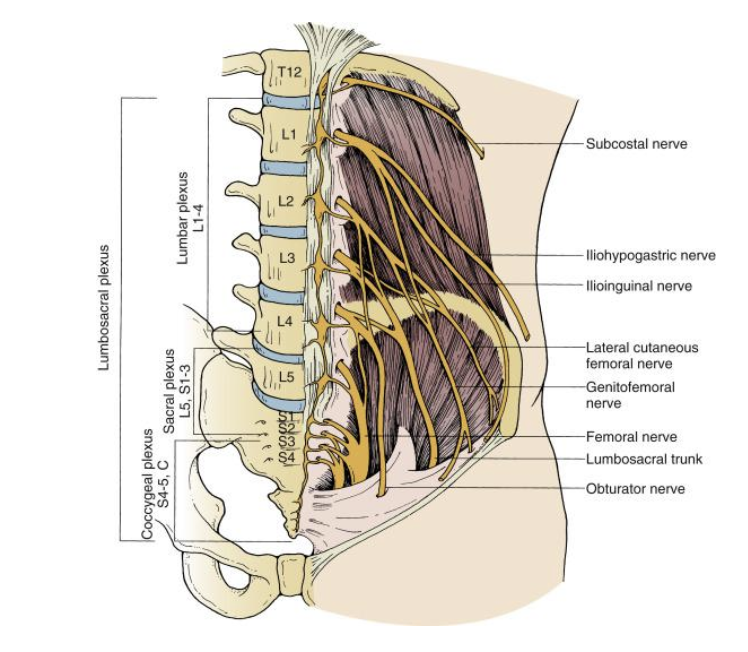 From Isaacs RE, Fessler RG. Lumbar and sacral spine. In: Benzel EC, ed. Spine Surgery: Techniques, Complication Avoidance, and Management. 3rd ed. Philadelphia: Elsevier; 2012:359, Fig. 36.8.