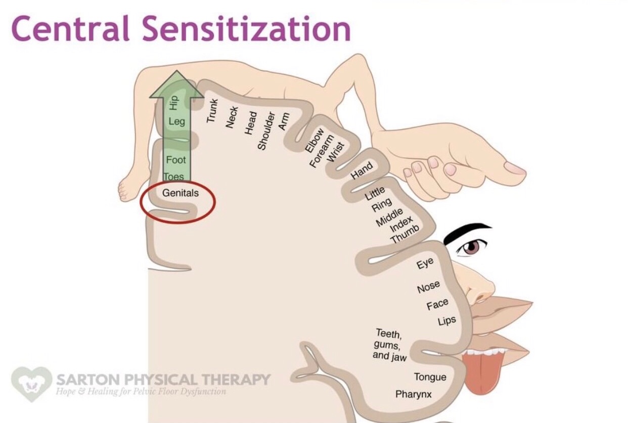 Pain Science | Pelvic Floor Physical Therapy