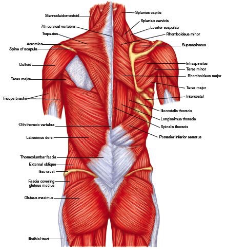 Posterior Attachments to the Coccyx